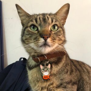 Placas personalizadas (Gato)